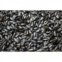 Slnečnica čierna 5kg