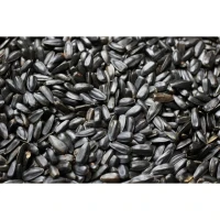 Slnečnica čierna 15kg