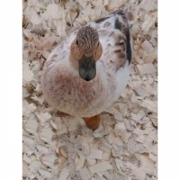 Podstieľka z drevených hoblín lisované 96l/550l