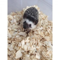 Podstieľka z drevených hoblín lisované 96l/550l