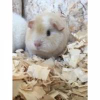 Podstieľka z drevených hoblín lisované 96l/550l