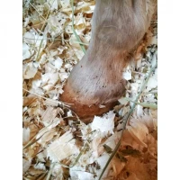 Podstieľka z drevených hoblín lisované 96l/550l