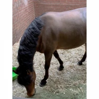 Podstieľka z drevených hoblín lisované 96l/550l